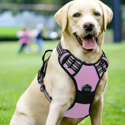 Harnais chien | 4paws™