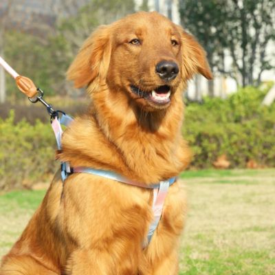 golden retriever portant harnais chien dans un parc vert