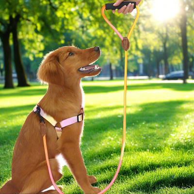 chiot golden retriever portant harnais chien rose et jaune est assis dans un parc ensoleille avec une femme qui le tient en laisse