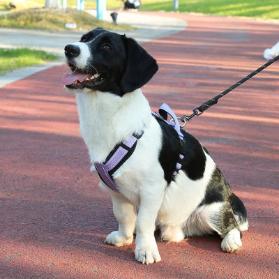 chien noir et blanc assis sur sentier de marche avec harnais chien lavande