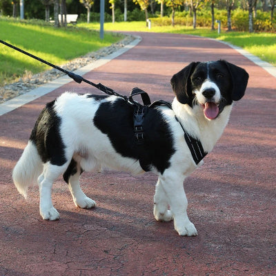 chien noir et blanc avec harnais chien noir marche sur sentier pedestre