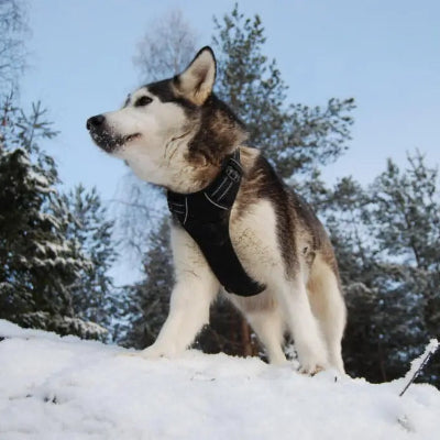 chien husky debout dans la neige porte un harnais chien noir