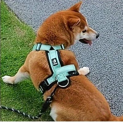 Harnais chien | Safepupâą