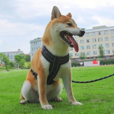 Harnais chien | Safepupâą