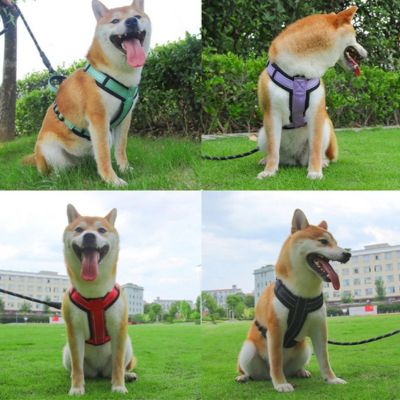 Harnais chien | Safepupâą