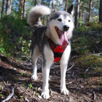 chien husky dans les bois portant un harnais chien rouge