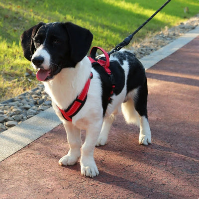 chien noir et blanc avec harnais chien rouge sur sentier pedestre