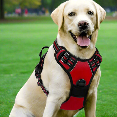 Harnais chien | 4paws™