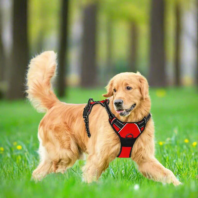 chien courant dans le parc herbe haute portant sur lui un harnais chien rouge