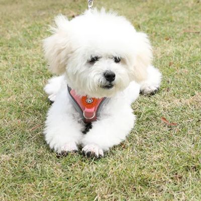 Harnais chien | PupReel™
