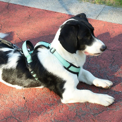 chien noir et blanc ouche sur sentier pedestre avec harnais chien vert pale