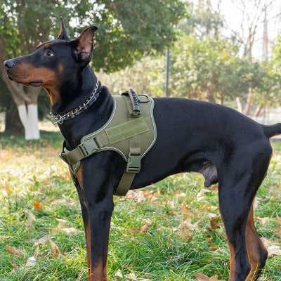 doberman porte harnais chien dans un champs