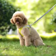 caniche brun-portant harnais chiot jaune est assis sur pelouse