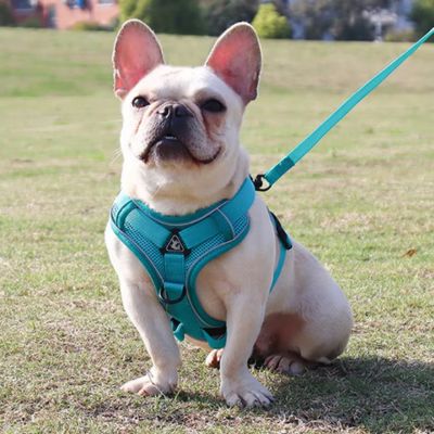 frenchie beige assis sur gazon porte harnais pour chien aqua