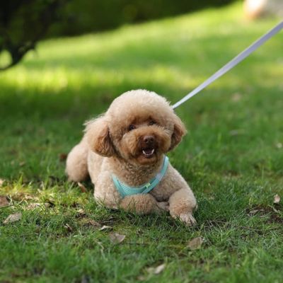 caniche beige couche sur gazon porte harnais pour chien aqua