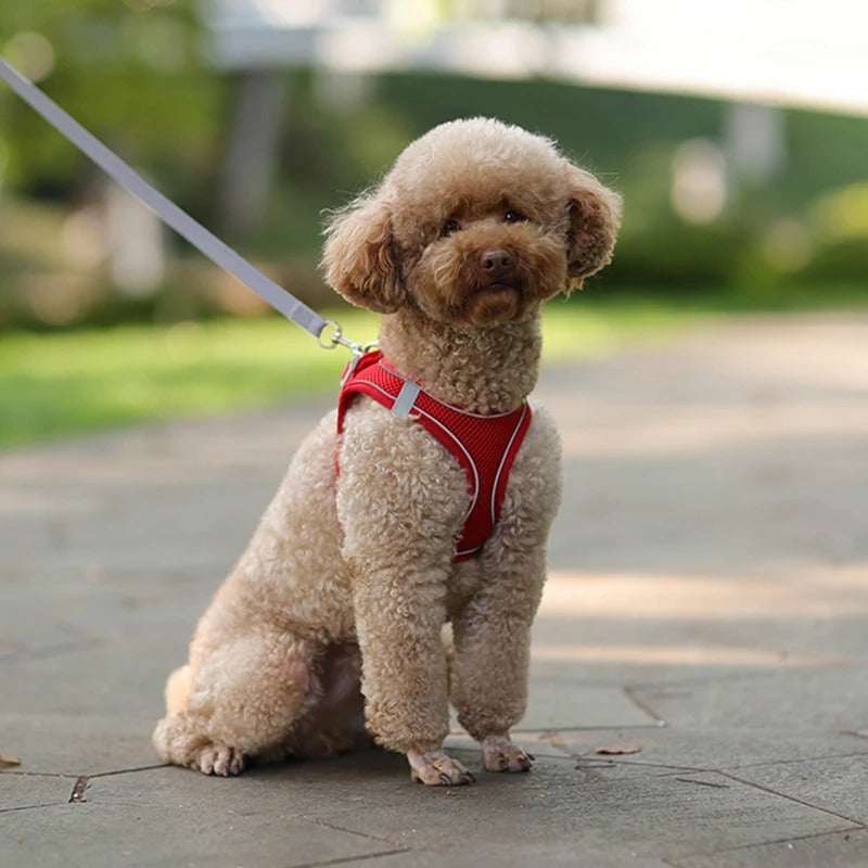 Harnais pour chien | WoofPawsâą