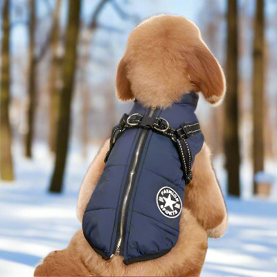 chien brun vu de dos avec harnais pour chien bleu