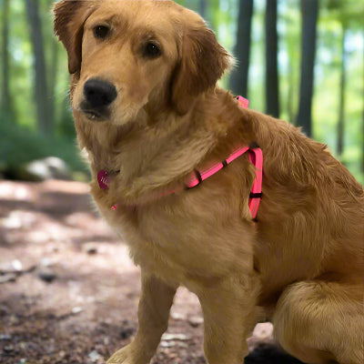 golden retriever portant harnais pour chien assis dans foret