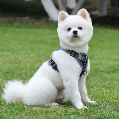pomeranien blanc assis sur gazon porte harnais pour chien gris