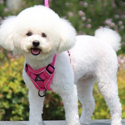 caniche blanc debout sur table en bois porte harnais pour chien rose