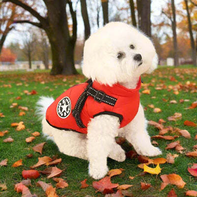 caniche blanc avec harnais pour chien ouge