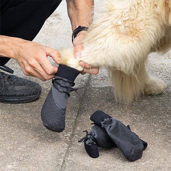 homme en train de mettre chaussure chien à chien beige