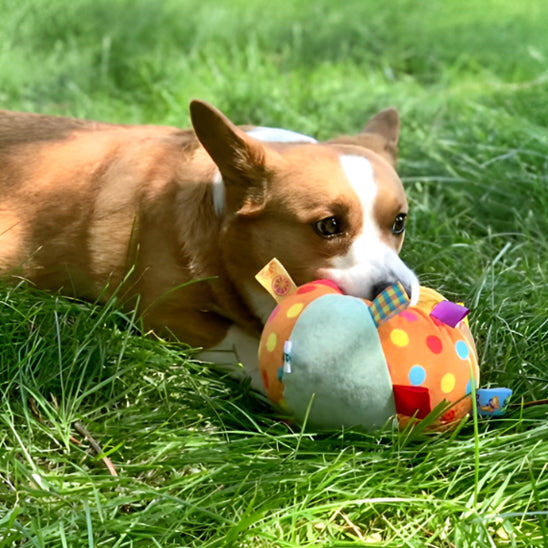 JOUET POUR CHIEN BUSYDOGGYâą