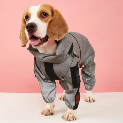 beagle-avec-combinaison-impermeable-grise-sur-surface-blanche-et-mur-rose