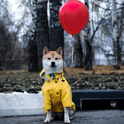 shina inu assis dans la rue et tient un ballon rouge et porte impermeable pour chien jaune