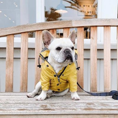 frenchie assis sur un banc et porte impermeable pour chien jaune