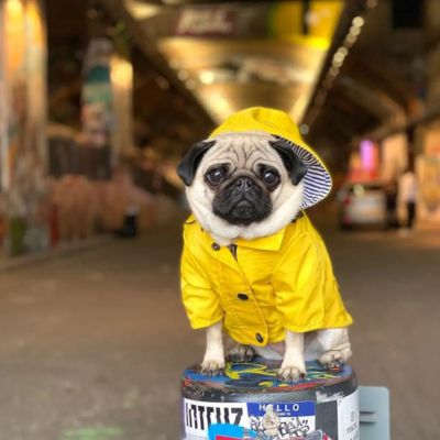 pug assis sur gros poteau porte impermeable pour chien jaune