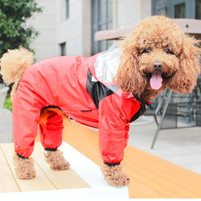 caniche brun dans impermeable pour chien rouge