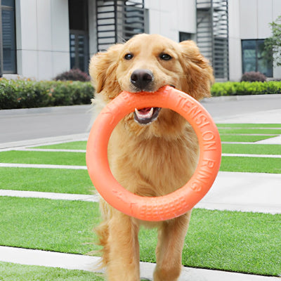 golden retriever tient jouet chien dans sa bouche