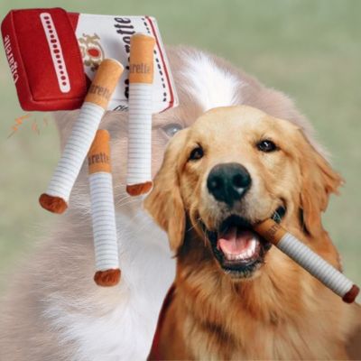 gplden retriever avec jouet pour chien dans la bouche et le reste du paquet a cote
