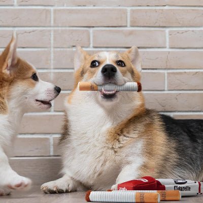 corgi avec son jouet pour chien dans la bouche a cote de autre corgi