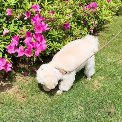 caniche blanc marche sur gazon et sent des fleurs et est tenu par laisse pour chien beige