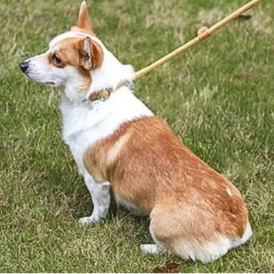 corgi assis sur gazon et tenu par laisse pour chien beige