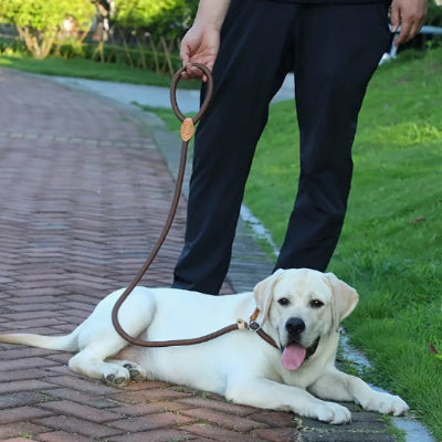 labrador beige couche sur sol de briques avec son maitre et tenu par laisse pour chien brune