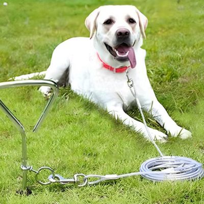 labrador blanc couche sur gazon retenu par laisse pour chien