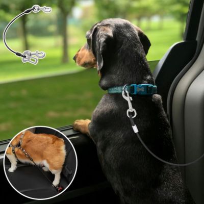 Laisse pour chien | Carpup™