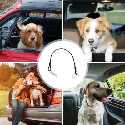 Laisse pour chien | Carpup™
