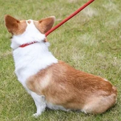 corgi assis sur gazon tenu par laisse pour chien rouge