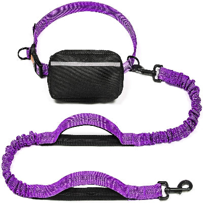 laisse pour chien variante violette