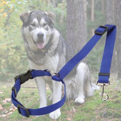 longe pour chien bleu avec arriere plan de chien malamute