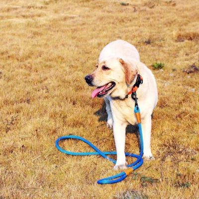 Longe pour chien d'entrainement