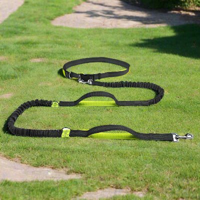 longe pour chien verte sur gazon