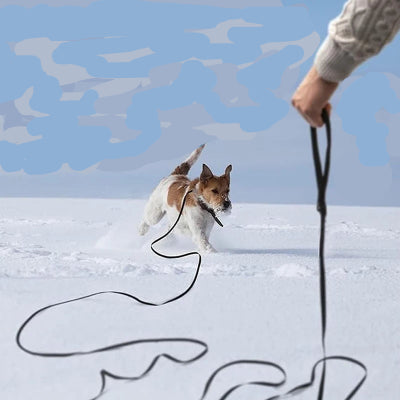 chien-avec-laisse-dans-neige