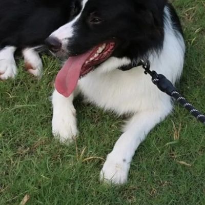 border collie avec longe pour chien couche sur gazon
