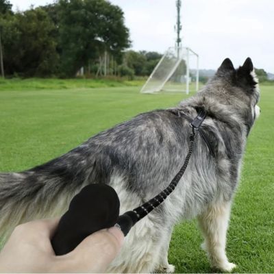 husky avec longe pour chien dans champs de football