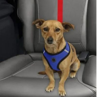 Longe pour chien de voiture